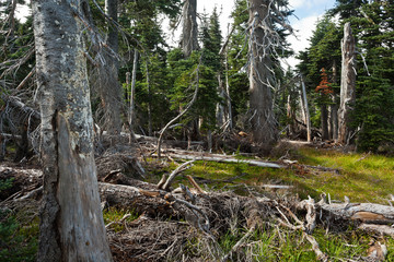 Trees at Hurricane Ridge, Olympic Nat'l Park