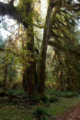 Rainforest at Olympic Nat'l Park