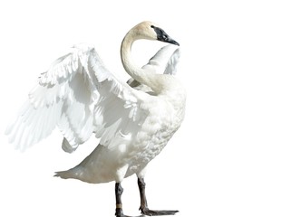 Trumpeter Swan standing with spread wings isolated on white background  © skyf