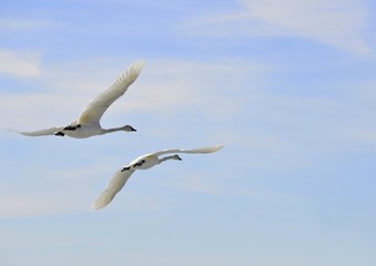 pair of Trumpeter Swan flying, blue sky 