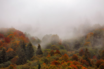 Fototapety  Jesienny deszcz w górskim lesie. Kolorowe drewno w chmurach mgły