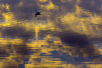 Black Headed Gull Larus ridibundus and reflection of evening sky