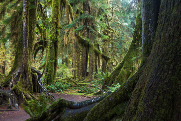 Rainforest at Olympic Nat'l Park
