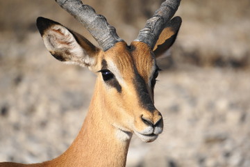 Schwarznasenimpala