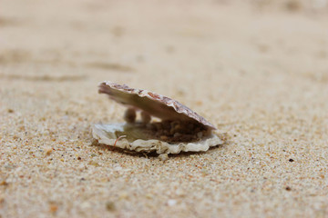 shell on sand