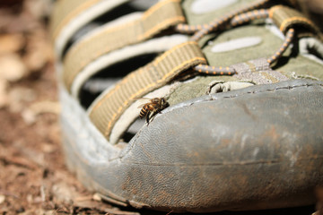 Close Up bees living on a shoe