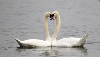 Fototapeta premium Pair of swans in love floating on the River Danube at Zemun in the Belgrade Serbia.