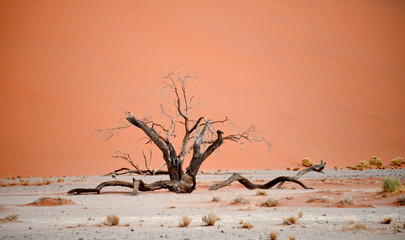 desert landscape