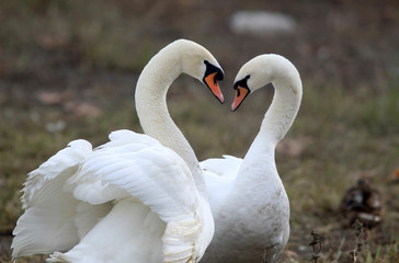Fototapeta premium Pair of swans in love floating on the River Danube at Zemun in the Belgrade Serbia.