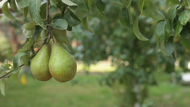 Pears on the Branch. Pears on the Tree.