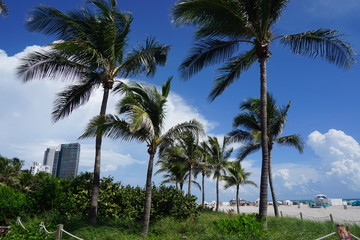 Fototapeta na wymiar am Strand von Miami Beach