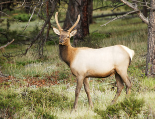 Rocky Mountain Elk