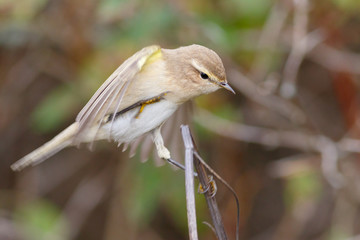 Chiffchaff bird sitting on a dry grass