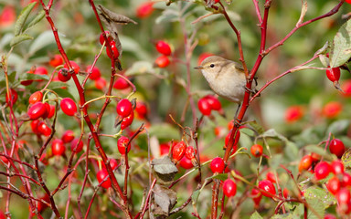 Chiffchaff bird sitting on wild rose bushes. Against the background of red berries