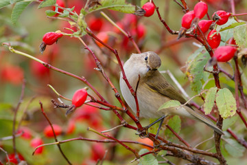 Chiffchaff bird sitting on wild rose bushes. Against the background of red berries