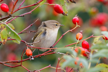 Obraz premium Chiffchaff bird sitting on wild rose bushes. Against the background of red berries