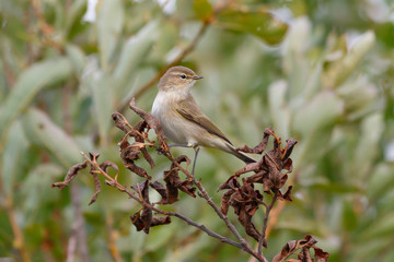 Chiffchaff bird sitting on a dry tree