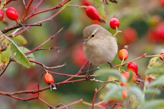 Chiffchaff bird sitting on wild rose bushes. Against the background of red berries