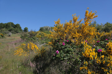 Ginster auf der Insel Hiddensee.1