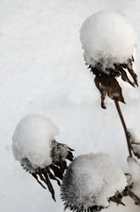 Echinacea flowers in the winter after a snowfall