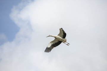 stork