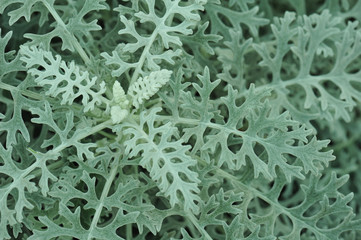 gray leaves abstract nature background