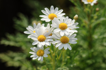 chamomiles in the nature
