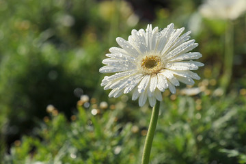 gerbera flower in the morning