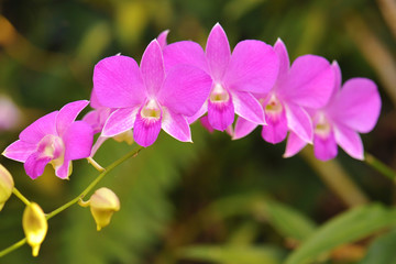 Fototapeta na wymiar orchid flowers. Beautiful orchid flowers.