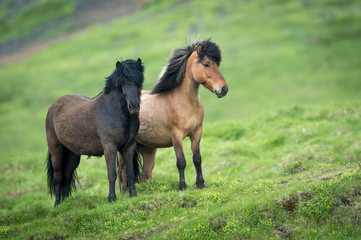 Fototapeta premium Iceland Horses in the countryside of iceland