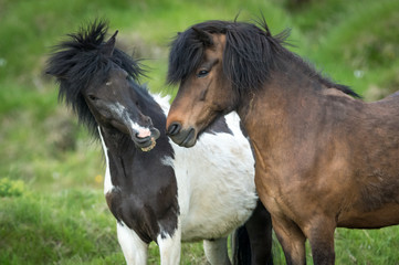 Horses in the countryside of iceland