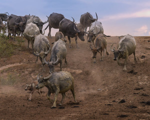 Herds of buffalo in countryside,Thailand, Selective focus