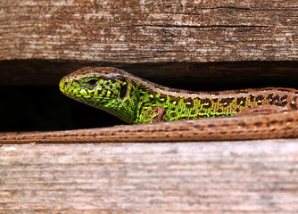 Lizard