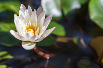 White lotus in the pond under the trees, so beauty of people throughout the day.