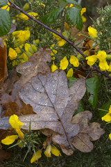 Fallen Oak Leaves Quercus robur in rain on gorse bush