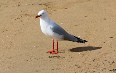 RED BILLED GULL Chroicocephalus scopulinus NORTH ISLAND, NEW ZEALAND, OCEANIA