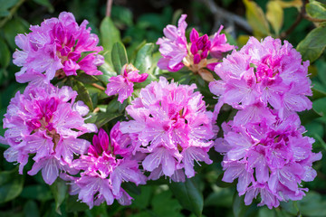 Flower Pink Rhododendron