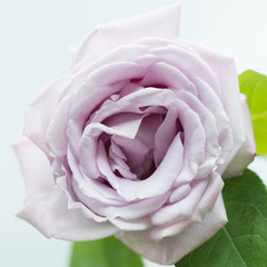 Pink rose close-up in the garden
