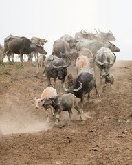 Herds of buffalo in countryside,Thailand, Selective focus