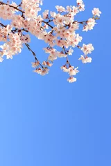 Afwasbaar Fotobehang Kersenbloesem 彼岸桜
