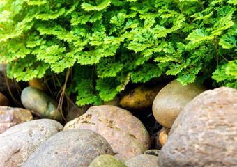 Freshness Selaginella involvens fern on river rock