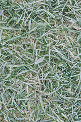 Erba gelata in inverno