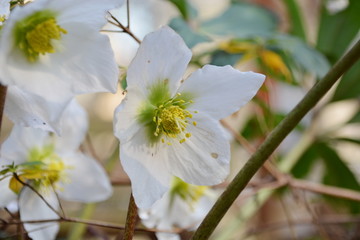 Nahaufnahme einer Christrosenbl&uuml;te