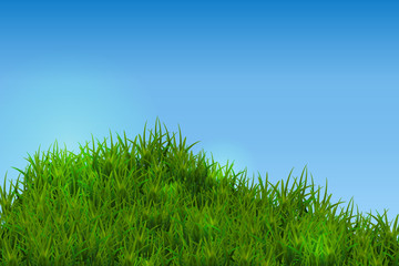 Fototapeta na wymiar Green grass isolated on blue sky background.