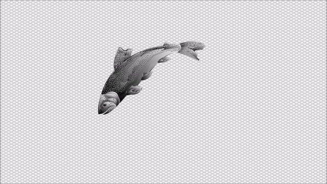 Video seamless loop  animation of illustration trout jumping checkered background