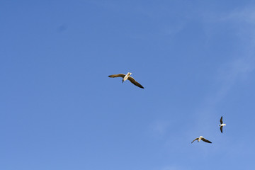Fliegende Möwen am Himmel