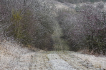 Büsche fallen über den Grenzsicherungsstreifen her