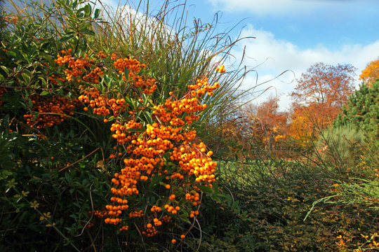 Reifer Sandorn im Herbst.1