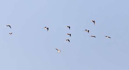 a flock of seagulls against a blue sky