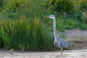 Gray Heron walking in the swamp at evening